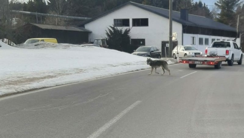 Auch von Autos ließ sich dieser Wolf zu Jahresbeginn in Liebenau im Mühlviertel (OÖ) nicht schrecken. (Bild: zVg)