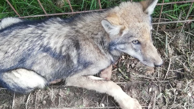 Die Wölfin des Gutenbrunner Rudels tappte gleich zweimal in Wildschweinfallen. (Bild: zVg)