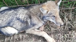 Die Wölfin des Gutenbrunner Rudels tappte gleich zweimal in Wildschweinfallen. (Bild: zVg)