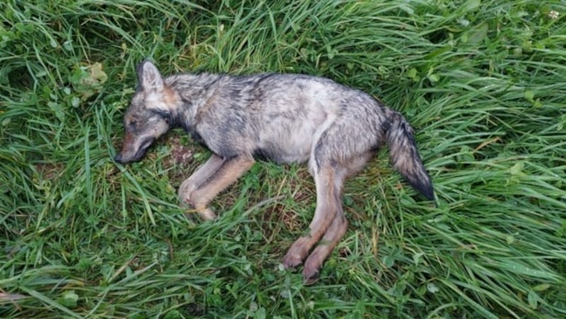 Nahe Martinsberg wurde ein Wolf überfahren. (Bild: zVg)