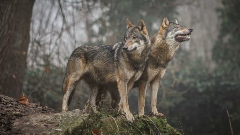 Die Wolfspopulationen nehmen zu, auch in Vorarlberg. (Bild: Manfred Binder)