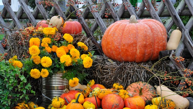 kürbisse und blumen (Bild: copyright by: Lothar Nahler)