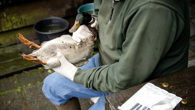Ein Geflügelbauer in Oud-Alblas macht bei einem seiner Enten einen Abstrich, um eine Infektion mit der Vogelgrippe auszuschließen. (Bild: AFP)