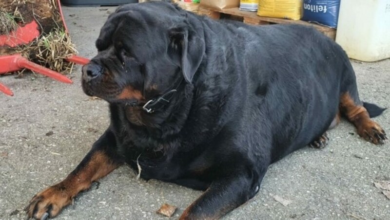 Mit fast 100 Kilogramm Lebendgewicht war die Rottweiler-Hündin im Tierparadies Schabenreith abgegeben worden. (Bild: Tierparadies Schabenreith)