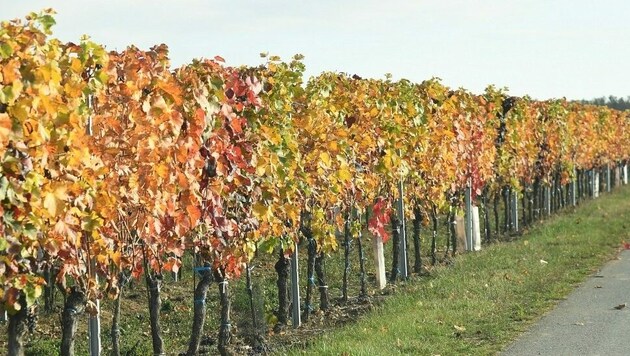 Viele Aspekte haben Folgen für den Weinanbau, wie Trockenperioden, höhere Temperaturen und ungleich verteilte Niederschläge. (Bild: P. Huber)