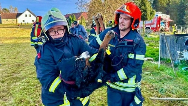 Die Feuerwehrmänner konnten vier Hunde retten. (Bild: FF Stadt Gmünd)