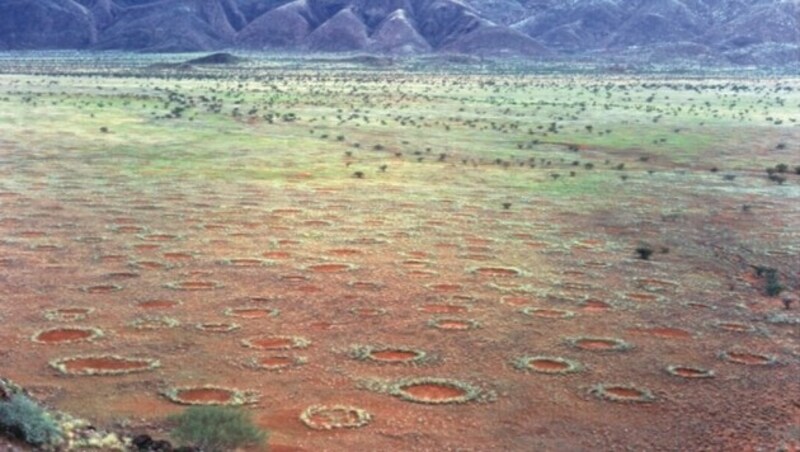 Feenkreise im Marienfluss-Tal in Namibia (Bild: Wikipedia/Dr. Stephan Getzin (CC BY 2.5))