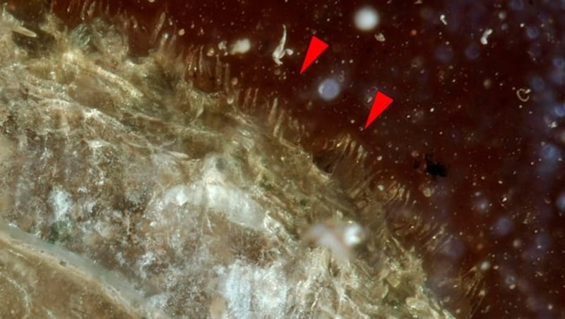 Der Rand des Schneckengehäuses ist von winzigen Haaren (siehe rote Pfeile) gesäumt. (Bild: Senckenberg, krone.at-Grafik)