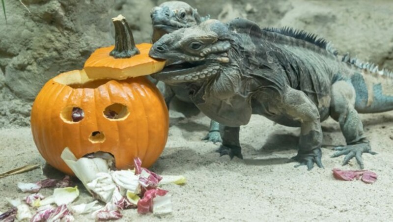 Einige Tiergarten-Bewohner erhielten entsprechend gestaltete Halloween-Kürbisse. (Bild: Daniel Zupanc)