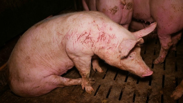 Aufnahmen vom Oktober 2022 aus der Südsteiermark von leidenden Schweinen: Der Verein gegen Tierfabriken (VGT) deckt immer wieder Fälle von Tierquälerei auf. (Bild: VGT)