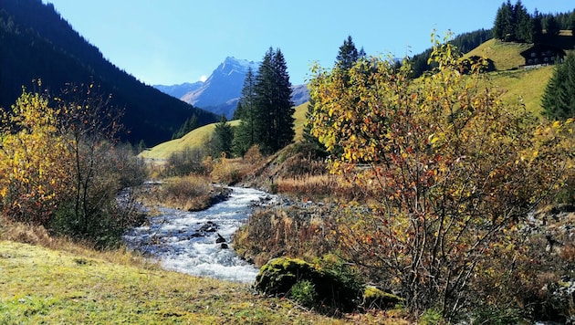 Auf dem Weg von Gargellen nach St. Gallenkirch lässt sich die ganze Pracht des Herbstes erfahren. (Bild: Bergauer)