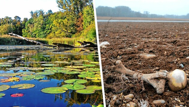 So sieht die Lobau phasenweise aus - völlig ausgetrocknet li.). Und so soll sie wieder aussehen, sobald Frischwasser eingespeist wurde (re.) (Bild: Krone KREATIV, picturedesk, Kracher)