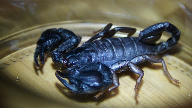 Stiche solcher Skorpione sind meist nicht giftiger als Wespenstiche (Bild: ZVG)