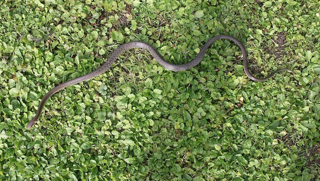 Die Natter wurde in einem Naturschutzgebiet ausgesetzt (Bild: Hans Esterbauer)