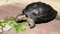 Schildkröten und Leguane sind Feinschmecker - Direktor Martin Polaschek sieht es am liebsten, wenn seine Tiere mit frischem Grünzeug versorgt werden. (Bild: Wassermann Kerstin)