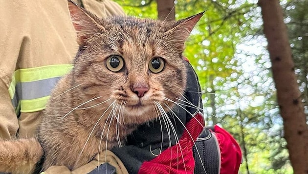 Diese Katze kam nicht mehr ohne Hilfe vom Baum herunter (Bild: Freiwilligen Feuerwehr Neumarkt am Wallersee)