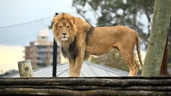 Ein Löwe aus dem Taronga Zoo (Bild: AFP)