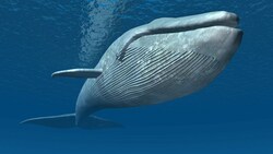Blauwale, die größten Tiere der Erde, nehmen mit der Nahrung täglich bis zu rund zehn Millionen Mikroplastikteile auf. (Bild: Michael Rosskothen - stock.adobe)