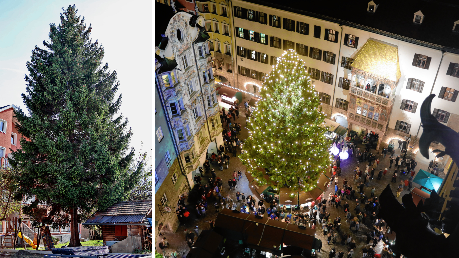 In der Adventszeit wird der diesjährige Weihnachtsbaum (li.) ähnlich hell strahlen wie sein Vorgänger im vergangenen Jahr. (Bild: Christof Birbaumer)