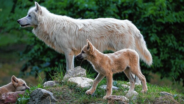 Bei den Wölfen in der Tierwelt Herberstein wird das Fell dichter. (Bild: Tierwelt Herberstein/Walter Zeng)