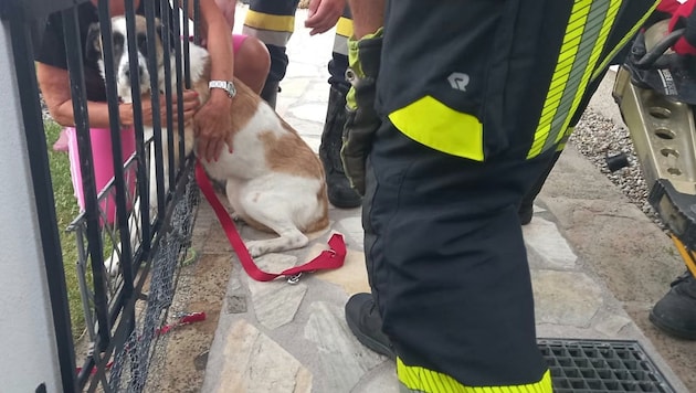 Hund „Mischa“ musste aus dem Zaun befreit werden. (Bild: BFKDO Amstetten)