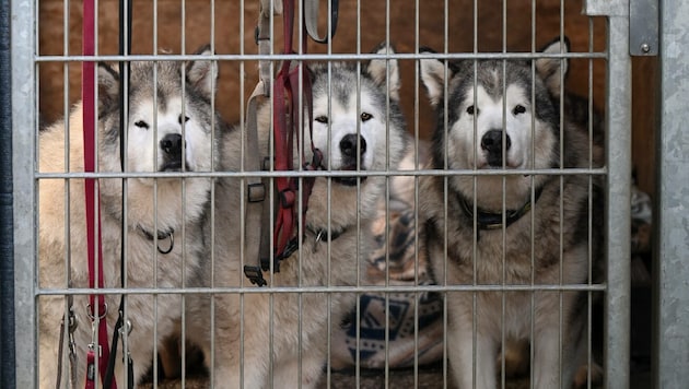 Hayvan barınaklarının özellikle köpekler söz konusu olduğunda yer sorunu var. (Bild: Markus Wenzel)