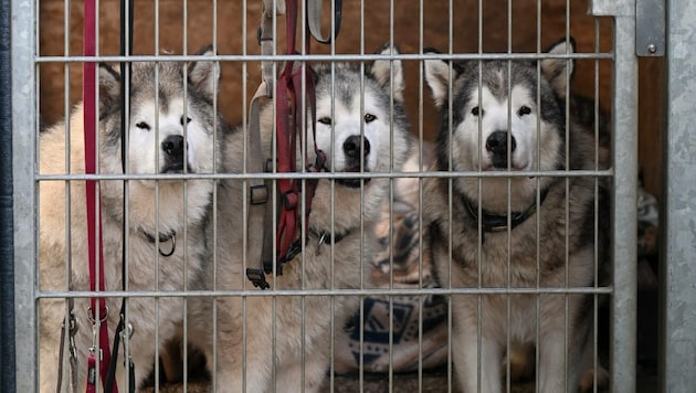 Schroniska dla zwierząt mają problem z przestrzenią, zwłaszcza jeśli chodzi o psy. (Bild: Markus Wenzel)