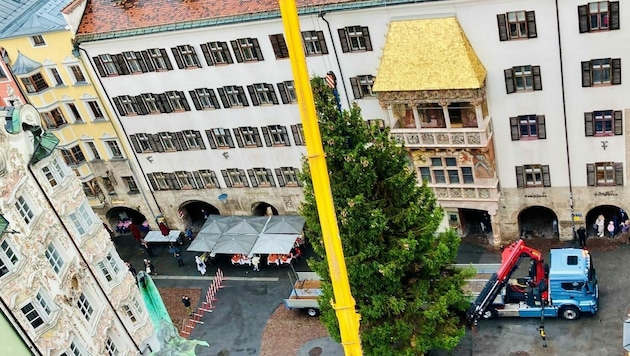 Am Freitag wurde die 18 Meter hohe Fichte vor dem Goldenen Dachl aufgestellt. (Bild: IKM/W.Giuliani)