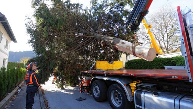 Der Baum ist schon "geerntet" und auf dem Weg zum Christkindlmark (Bild: ANDREAS TROESTER)