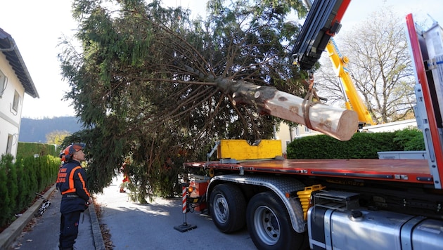 Der Baum ist schon "geerntet" und auf dem Weg zum Christkindlmark (Bild: ANDREAS TROESTER)