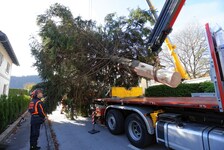 Der Baum ist schon "geerntet" und auf dem Weg zum Christkindlmark (Bild: ANDREAS TROESTER)