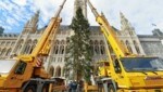 Aufstellung des Weihnachtsbaums beim Wiener Christkindlmarkt auf dem Rathausplatz (Bild: Klemens Groh)