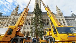 Aufstellung des Weihnachtsbaums beim Wiener Christkindlmarkt auf dem Rathausplatz (Bild: Klemens Groh)
