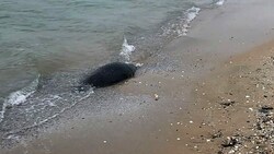 Eine tote Robbe am Ufer des Kaspischen Meeres (Bild: APA/AFP/Kazakhstan's Ecology)