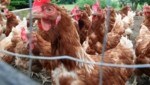 Maßnahmen für Hühner und anderes Geflügel in 560 steirischen Betrieben, um eine Ausbreitung der Vogelgrippe zu verhindern (Bild: Jürgen Radspieler)