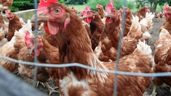 Maßnahmen für Hühner und anderes Geflügel in 560 steirischen Betrieben, um eine Ausbreitung der Vogelgrippe zu verhindern (Bild: Jürgen Radspieler)