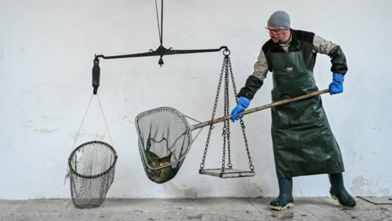 Historische Waage beim Fischkalter im Stift Kremsmünster und frischer Fisch. (Bild: Markus Wenzel)