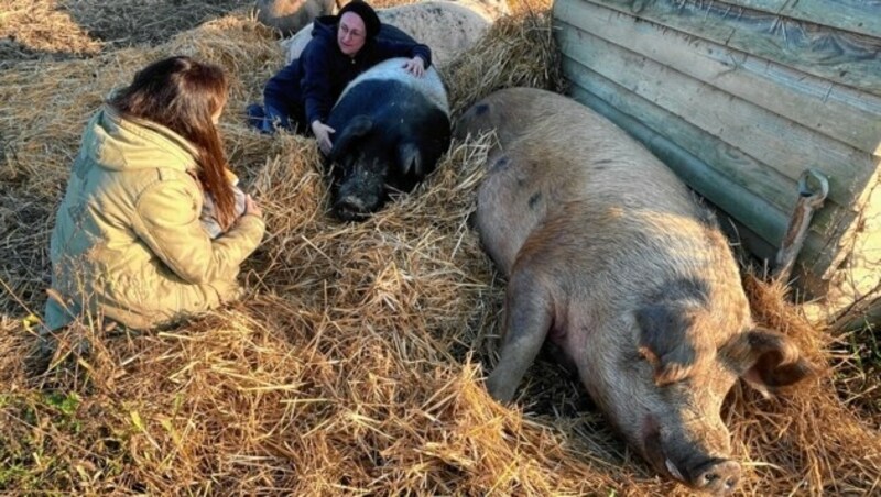 Sensible Wahrnehmung: Schweine können menschliche Stimmlagen unterscheiden. (Bild: Christian Schulter)