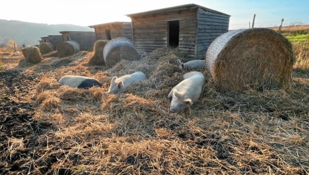 Entspannte Tiere auf der weitläufigen Freifläche. (Bild: Christian Schulter)