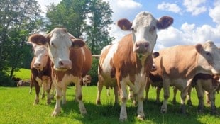 Wenn es um Tierwohl und Tierleid geht, ist ab Oktober die neue Ombudsfrau zur Stelle. (Bild: LK OÖ)