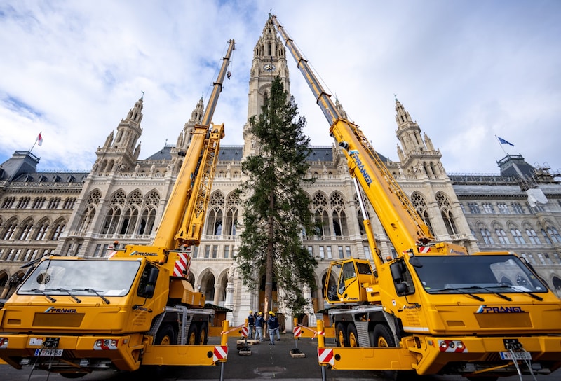 Am 7. November wurde der Christbaum für den Wiener Christkindlmarkt vor dem Rathaus in Wien aufgestellt. Dieses Jahr kommt der Baum aus der Steiermark. (Bild: APA/GEORG HOCHMUTH)