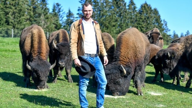 Christoph Riepl gibt jedem Bison einen Namen. Die friedvollen Tiere sorgen für einen Hauch von Amerika im Mühlviertel. (Bild: Dostal Harald)