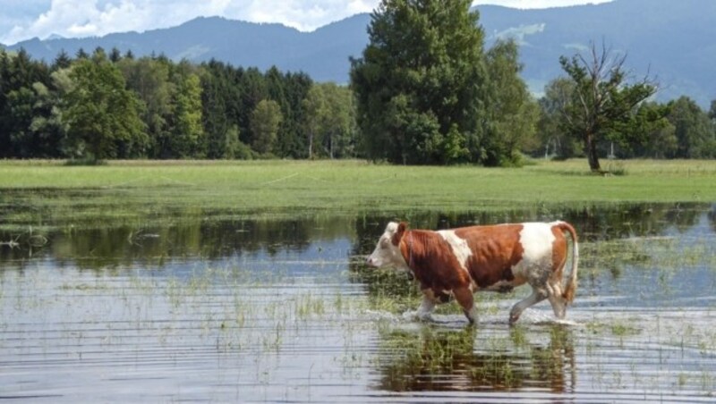 Aus Futterweiden wurden im vergangenen Sommer kleine Seen. (Bild: Heinrich Spöttl )