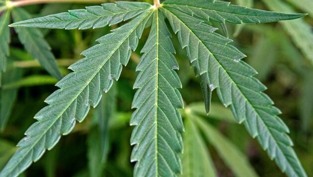 Cannabis: In der Medizin und bestimmten Auflagen erlaubt, aber Plantagen in der Wohnung und der Verkauf des Suchtmittels sind verboten. Was einige Kärntner nicht davon abhält. (Bild: APA/AFP/Ezequiel BECERRA)