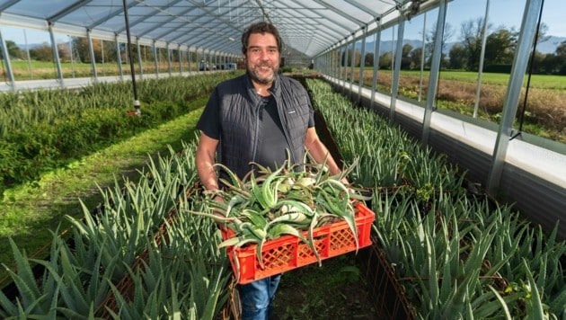 Ex-Bürgermeister Harald Köhlmeier mit seinen neuen Lieblingen, den Aloe-Vera-Pflanzen. (Bild: Dietmar Stiplovsek)