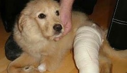 Auch als Helfer den misshandelten Hund namens „Bodo“ fanden, hatte sich das Hundebaby nicht einmal mehr zu zucken getraut. (Bild: Sattler)