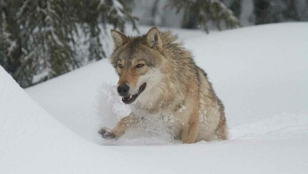 Dieser Wolf wurde schon vor Jahren im Ausseer-Gebiet gesichtet, jetzt dürfte wieder einer da sein. (Bild: Steirische Jägerschaft)