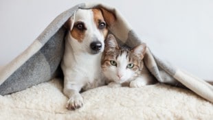  Für viele Steirer sind Hund und Katze geliebte tierische Familienmitglieder (Bild: Tatyana Gladskih - stock.adobe.com)