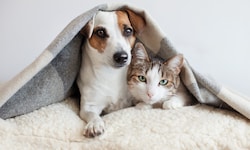Morgen könnte im Ministerrat die neue Tierschutznovelle beschlossen werden. Doch auf dem Rücken ...