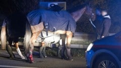 Bei dem Unfall nahe Pottendorf auf der Richtungsfahrbahn Eisenstadt hatte sich laut Feuerwehr die Kupplung des Pferdeanhängers gelöst. (Bild: APA/BFKDO BADEN/STEFAN SCHNEIDER)